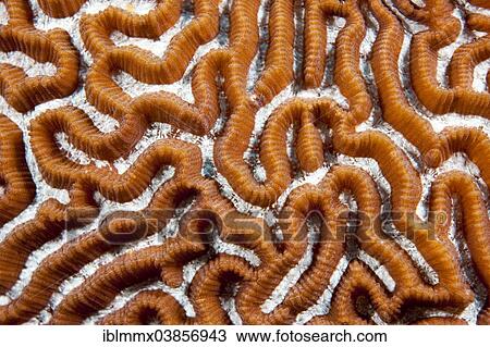 "Brain Coral (Leptoria sp. ), Philippines, Asia" View Large Photo Image Stock Image - "Brain Coral (Leptoria sp. ), Philippines, Asia". Fotosearch