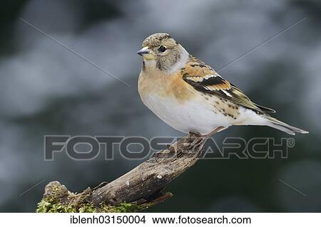 "Brambling (Fringilla montifringilla), female, Haren, Emsland, Lower Saxony, Germany, Europe" View Large Photo Image Picture - "Brambling (Fringilla montifringilla), female, Haren, Emsland, Lower Saxony, Germany, Europe". Fotosearch