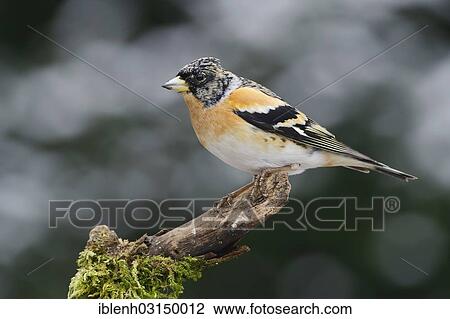 "Brambling (Fringilla montifringilla), male, Haren, Emsland, Lower Saxony, Germany, Europe" View Large Photo Image Stock Image - "Brambling (Fringilla montifringilla), male, Haren, Emsland, Lower Saxony, Germany, Europe". Fotosearch