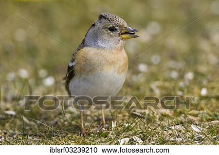 "Brambling (Fringilla montifringilla), Hesse, Germany, Europe" View Large Photo Image Stock Image - "Brambling (Fringilla montifringilla), Hesse, Germany, Europe". Fotosearch