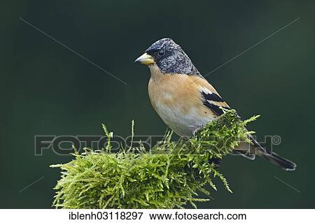 "Brambling (Fringilla montifringilla), male, Haren, Emsland, Lower Saxony, Germany, Europe" View Large Photo Image Stock Photo - "Brambling (Fringilla montifringilla), male, Haren, Emsland, Lower Saxony, Germany, Europe". Fotosearch