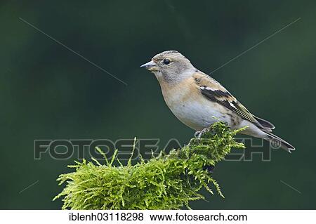"Brambling (Fringilla montifringilla), female, Haren, Emsland, Lower Saxony, Germany, Europe" View Large Photo Image Stock Photo - "Brambling (Fringilla montifringilla), female, Haren, Emsland, Lower Saxony, Germany, Europe". Fotosearch