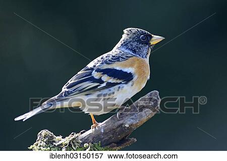 "Brambling (Fringilla montifringilla), male, Haren, Emsland, Lower Saxony, Germany, Europe" View Large Photo Image Stock Photo - "Brambling (Fringilla montifringilla), male, Haren, Emsland, Lower Saxony, Germany, Europe". Fotosearch