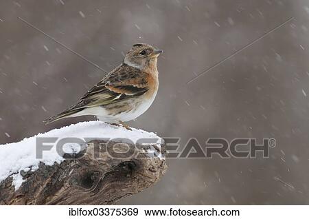 "Brambling (Fringilla montifringilla) perched on a tree stump during snowfall, Innsbruck, Tyrol, Austria, Europe" View Large Photo Image Stock Photo - "Brambling (Fringilla montifringilla) perched on a tree stump during snowfall, Innsbruck, Tyrol, Austria, Europe". Fotosearch