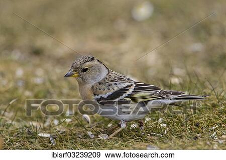 "Brambling (Fringilla montifringilla), Hesse, Germany, Europe" View Large Photo Image Stock Photo - "Brambling (Fringilla montifringilla), Hesse, Germany, Europe". Fotosearch