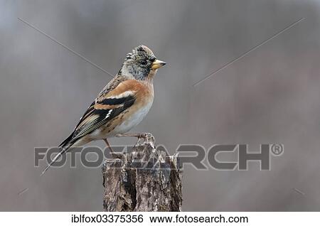 "Brambling (Fringilla montifringilla) perched on a tree stump during snowfall, Innsbruck, Tyrol, Austria, Europe" View Large Photo Image Stock Photograph - "Brambling (Fringilla montifringilla) perched on a tree stump during snowfall, Innsbruck, Tyrol, Austria, Europe". Fotosearch