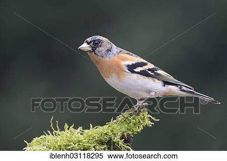 Stock Photography - "Brambling (Fringilla montifringilla), male, Haren, Emsland, Lower Saxony, Germany, Europe". Fotosearch