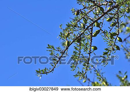 "Branch of an Argan Tree (Argania spinosa) with fruit, Anti-Atlas, Souss-Massa-Draa region, Morocco, Africa" View Large Photo Image Stock Photo - "Branch of an Argan Tree (Argania spinosa) with fruit, Anti-Atlas, Souss-Massa-Draa region, Morocco, Africa". Fotosearch