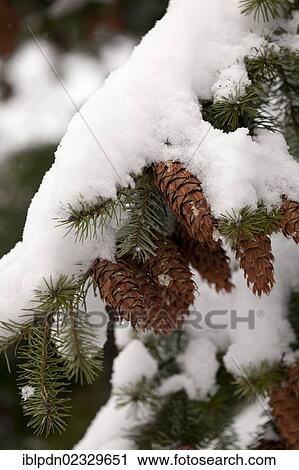 Stock Image - Branch of pine tree with cones snow covered. Fotosearch