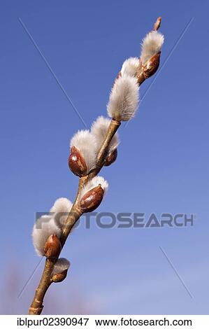 Branch of pussy willow catkins (Salix) View Large Photo Image Stock Photo - Branch of pussy willow catkins (Salix). Fotosearch