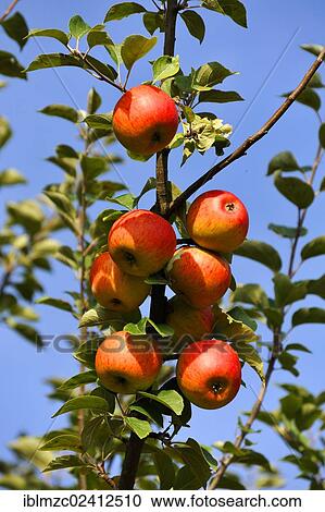 Branch with ripe apples (Malus domestica), Mittelrusselbach, Upper Franconia, Bavaria, Germany, Europe View Large Photo Image Stock Image - Branch with ripe apples (Malus domestica), Mittelrusselbach, Upper Franconia, Bavaria, Germany, Europe. Fotosearch