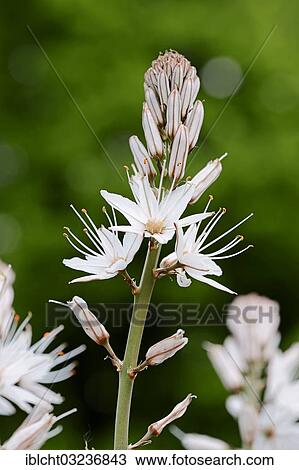 "Branched Asphodel (Asphodel ramosus, Asphodel aestivus), Provence, France, Europe" View Large Photo Image Stock Image - "Branched Asphodel (Asphodel ramosus, Asphodel aestivus), Provence, France, Europe". Fotosearch