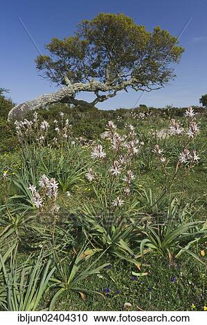 "Branched asphodel (Asphodelus ramosus) and holm oak (Quercus ilex), on the Giara di Gesturi basalt plateau, Barumini, Marmilla Medio Campidano, Province of Cagliari, Sardinia, Italy, Europe" View Large Photo Image Stock Image - "Branched asphodel (Asphodelus ramosus) and holm oak (Quercus ilex), on the Giara di Gesturi basalt plateau, Barumini, Marmilla Medio Campidano, Province of Cagliari, Sardinia, Italy, Europe". Fotosearch