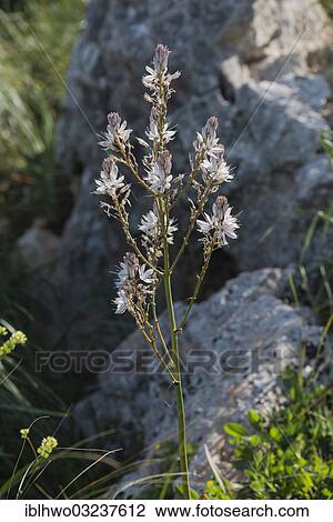 "Branched Asphodel (Asphodelus ramosus), Naturreservat Zingaro, San Vito lo Capo, Province of Trapani, Sicily, Italy, Europe" View Large Photo Image Stock Image - "Branched Asphodel (Asphodelus ramosus), Naturreservat Zingaro, San Vito lo Capo, Province of Trapani, Sicily, Italy, Europe". Fotosearch