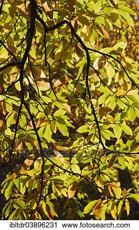 "Branches and leaves of a Sweet Chestnut (Castanea sativa), Genal river valley, Malaga province, Andalusia, Spain, Europe" View Large Photo Image Stock Image - "Branches and leaves of a Sweet Chestnut (Castanea sativa), Genal river valley, Malaga province, Andalusia, Spain, Europe". Fotosearch