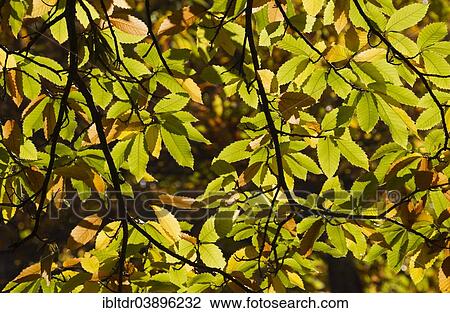 "Branches and leaves of a Sweet Chestnut (Castanea sativa), Genal river valley, Malaga province, Andalusia, Spain, Europe" View Large Photo Image Stock Image - "Branches and leaves of a Sweet Chestnut (Castanea sativa), Genal river valley, Malaga province, Andalusia, Spain, Europe". Fotosearch