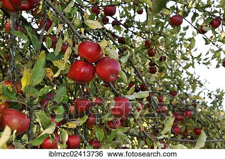 Branches full of ripe Apples (Malus domestica), Eckental, Middle Franconia, Bavaria, Germany, Europe View Large Photo Image Stock Photograph - Branches full of ripe Apples (Malus domestica), Eckental, Middle Franconia, Bavaria, Germany, Europe. Fotosearch
