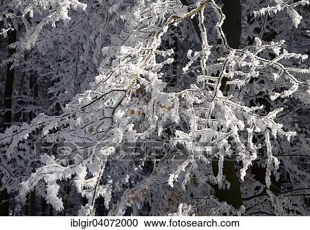 "Branches of an icy tree, Ore Mountains, Saxony, Germany, Europe" View Large Photo Image Stock Image - "Branches of an icy tree, Ore Mountains, Saxony, Germany, Europe". Fotosearch