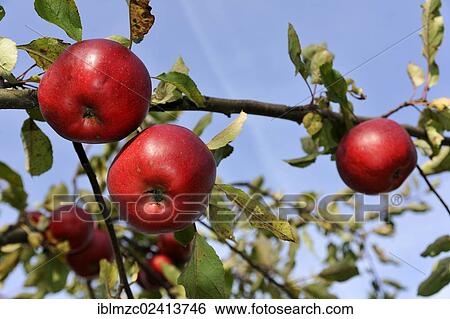 Stock Photograph - Branches of ripe Apples (Malus domestica), Eckental, Middle Franconia, Bavaria, Germany, Europe. Fotosearch