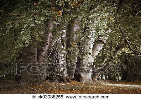 "Branitzer Park in autumn, Cottbus, Brandenburg, Germany, Europe" View Large Photo Image Stock Photography - "Branitzer Park in autumn, Cottbus, Brandenburg, Germany, Europe". Fotosearch