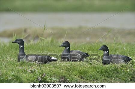 "Brant geese (Branta bernicla), Texel, province of North Holland, The Netherlands, Europe" View Large Photo Image Stock Photo - "Brant geese (Branta bernicla), Texel, province of North Holland, The Netherlands, Europe". Fotosearch