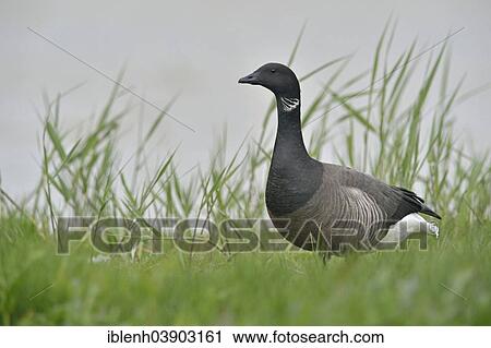 "Brant Goose (Branta bernicla), Texel, province of North Holland, The Netherlands, Europe" View Large Photo Image Stock Image - "Brant Goose (Branta bernicla), Texel, province of North Holland, The Netherlands, Europe". Fotosearch