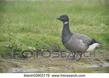 "Brant Goose (Branta bernicla), Texel, province of North Holland, The Netherlands, Europe" View Large Photo Image Stock Photo - "Brant Goose (Branta bernicla), Texel, province of North Holland, The Netherlands, Europe". Fotosearch