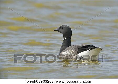 "Brant Goose (Branta bernicla), Texel, province of North Holland, The Netherlands, Europe" View Large Photo Image Stock Photo - "Brant Goose (Branta bernicla), Texel, province of North Holland, The Netherlands, Europe". Fotosearch