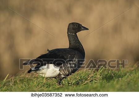 "Brant Goose or Brent Goose (Branta bernicla), Texel, West Frisian Islands, province of North Holland, The Netherlands, Europe" View Large Photo Image Stock Image - "Brant Goose or Brent Goose (Branta bernicla), Texel, West Frisian Islands, province of North Holland, The Netherlands, Europe". Fotosearch