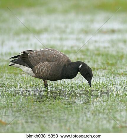 "Brant or Brent Goose (Branta bernicla), Amrum, North Frisian Islands, Schleswig-Holstein, Germany, Europe" View Large Photo Image Stock Image - "Brant or Brent Goose (Branta bernicla), Amrum, North Frisian Islands, Schleswig-Holstein, Germany, Europe". Fotosearch