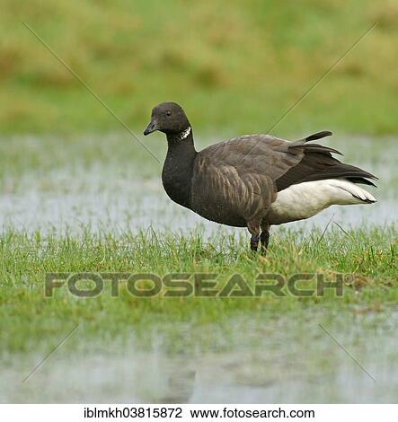 "Brant or Brent Goose (Branta bernicla), Amrum, North Frisian Islands, Schleswig-Holstein, Germany, Europe" View Large Photo Image Stock Image - "Brant or Brent Goose (Branta bernicla), Amrum, North Frisian Islands, Schleswig-Holstein, Germany, Europe". Fotosearch