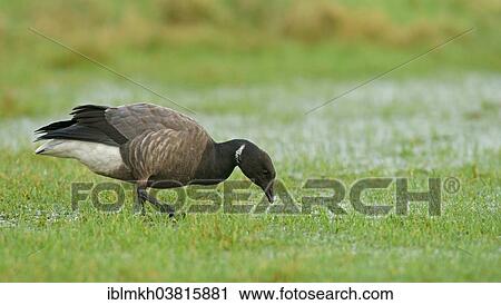 "Brant or Brent Goose (Branta bernicla), Amrum, North Frisian Islands, Schleswig-Holstein, Germany, Europe" View Large Photo Image Stock Image - "Brant or Brent Goose (Branta bernicla), Amrum, North Frisian Islands, Schleswig-Holstein, Germany, Europe". Fotosearch