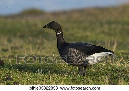 "Brant or Brent Goose (Branta bernicla), Texel, North Holland, Netherlands" View Large Photo Image Stock Photo - "Brant or Brent Goose (Branta bernicla), Texel, North Holland, Netherlands". Fotosearch