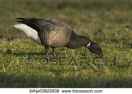 "Brant or Brent Goose (Branta bernicla), Texel, North Holland, Netherlands" View Large Photo Image Stock Photo - "Brant or Brent Goose (Branta bernicla), Texel, North Holland, Netherlands". Fotosearch