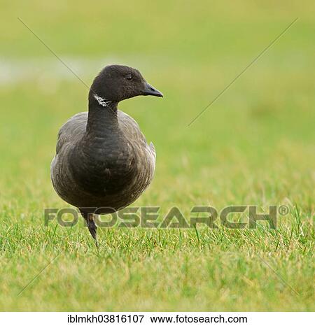 "Brant or Brent Goose (Branta bernicla), Amrum, North Frisian Islands, Schleswig-Holstein, Germany, Europe" View Large Photo Image Stock Photo - "Brant or Brent Goose (Branta bernicla), Amrum, North Frisian Islands, Schleswig-Holstein, Germany, Europe". Fotosearch