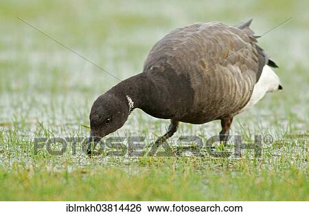 "Brant or Brent Goose (Branta bernicla), Amrum, North Frisian Islands, Schleswig-Holstein, Germany, Europe" View Large Photo Image Stock Photograph - "Brant or Brent Goose (Branta bernicla), Amrum, North Frisian Islands, Schleswig-Holstein, Germany, Europe". Fotosearch