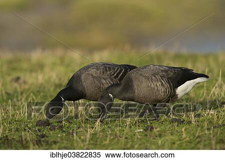 "Brant or Brent Goose (Branta bernicla), Texel, North Holland, Netherlands" View Large Photo Image Stock Photography - "Brant or Brent Goose (Branta bernicla), Texel, North Holland, Netherlands". Fotosearch