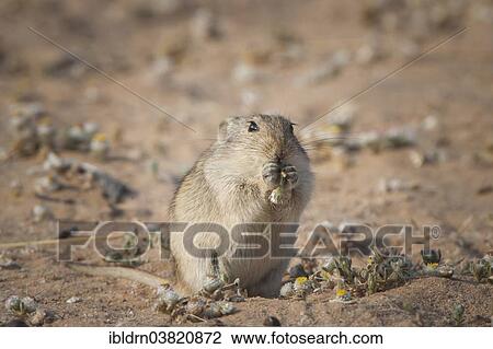"Brants's whistling rat (Parotomys brantsii), Kgalagadi Transfrontier Park, Northern Province, South Africa, Africa" View Large Photo Image Stock Image - "Brants's whistling rat (Parotomys brantsii), Kgalagadi Transfrontier Park, Northern Province, South Africa, Africa". Fotosearch