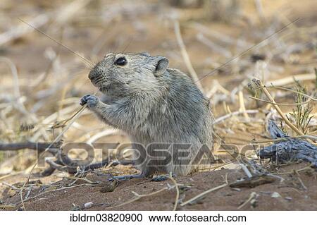 "Brants's whistling rat (Parotomys brantsii), Kgalagadi Transfrontier Park, Northern Province, South Africa, Africa" View Large Photo Image Stock Image - "Brants's whistling rat (Parotomys brantsii), Kgalagadi Transfrontier Park, Northern Province, South Africa, Africa". Fotosearch