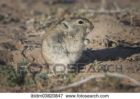 "Brants's whistling rat (Parotomys brantsii), Kgalagadi Transfrontier Park, Northern Province, South Africa, Africa" View Large Photo Image Stock Photo - "Brants's whistling rat (Parotomys brantsii), Kgalagadi Transfrontier Park, Northern Province, South Africa, Africa". Fotosearch