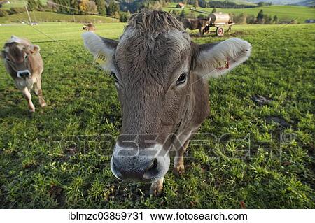 "Braunvieh, brown cattle, on a pasture, Stiefenhofen, Allgau, Bavaria, Germany, Europe" View Large Photo Image Stock Image - "Braunvieh, brown cattle, on a pasture, Stiefenhofen, Allgau, Bavaria, Germany, Europe". Fotosearch