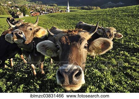 "Braunvieh cattle standing on a pasture, town of Bad Hindelang with the Allgau Alps at the back, Bad Hindelang, Oberallgau, Allgau, Bavaria, Germany, Europe" View Large Photo Image Stock Photograph - "Braunvieh cattle standing on a pasture, town of Bad Hindelang with the Allgau Alps at the back, Bad Hindelang, Oberallgau, Allgau, Bavaria, Germany, Europe". Fotosearch