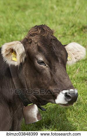 "Braunvieh or Brown Cattle with a bell around its neck lying on a pasture, Oberallgau, Allgau, Bavaria, Germany, Europe" View Large Photo Image Stock Photo - "Braunvieh or Brown Cattle with a bell around its neck lying on a pasture, Oberallgau, Allgau, Bavaria, Germany, Europe". Fotosearch