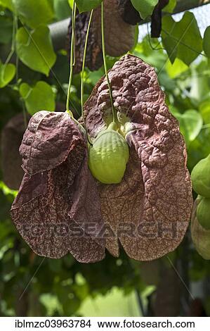 "Brazilian Dutchman's Pipe (Aristolochia gigantea), Botanical Garden, Munster, Munsterland, North Rhine-Westphalia, Germany, Europe" View Large Photo Image Picture - "Brazilian Dutchman's Pipe (Aristolochia gigantea), Botanical Garden, Munster, Munsterland, North Rhine-Westphalia, Germany, Europe". Fotosearch