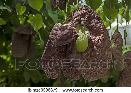 "Brazilian Dutchman's Pipe (Aristolochia gigantea), Botanical Garden, Munster, Munsterland, North Rhine-Westphalia, Germany, Europe" View Large Photo Image Stock Image - "Brazilian Dutchman's Pipe (Aristolochia gigantea), Botanical Garden, Munster, Munsterland, North Rhine-Westphalia, Germany, Europe". Fotosearch