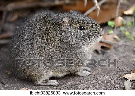 "Brazilian Guinea Pig (Cavia aperea) native to South America, captive, Germany, Europe" View Large Photo Image Stock Image - "Brazilian Guinea Pig (Cavia aperea) native to South America, captive, Germany, Europe". Fotosearch