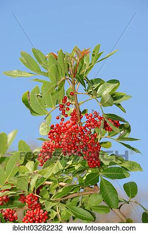 "Brazilian Pepper, Aroeira, Rose Pepper or Christmasberry (Schinus terebinthifolius), branch with berries, Florida, United States, North America" View Large Photo Image Stock Image - "Brazilian Pepper, Aroeira, Rose Pepper or Christmasberry (Schinus terebinthifolius), branch with berries, Florida, United States, North America". Fotosearch