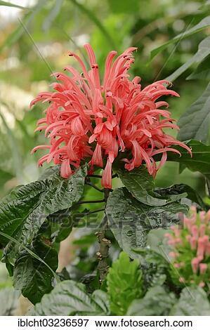"Brazilian Plume Flower, Flamingo Flower or Jacobinia (Jacobinia carnea, Justicia carnea), flower, occurrence in Brazil, North Rhine-Westphalia, Germany, Europe" View Large Photo Image Stock Photo - "Brazilian Plume Flower, Flamingo Flower or Jacobinia (Jacobinia carnea, Justicia carnea), flower, occurrence in Brazil, North Rhine-Westphalia, Germany, Europe". Fotosearch