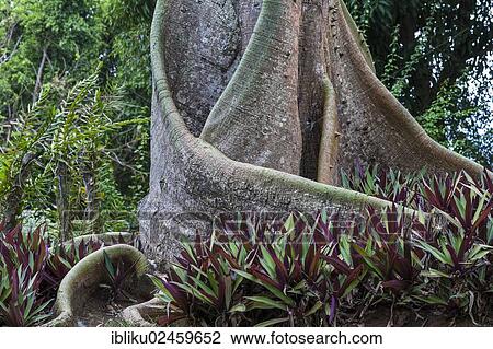 "Breadfruit tree, Acomat Boucan (Sloanea caribaea), Basse Terre, Guadeloupe, France, North America" View Large Photo Image Stock Image - "Breadfruit tree, Acomat Boucan (Sloanea caribaea), Basse Terre, Guadeloupe, France, North America". Fotosearch