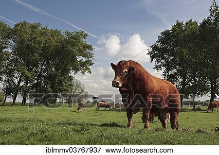 "Breeding bull, breed Limousin, Strohauser Plate, Lower Saxony, Germany, Europe" View Large Photo Image Stock Photo - "Breeding bull, breed Limousin, Strohauser Plate, Lower Saxony, Germany, Europe". Fotosearch